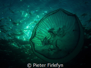 jellyfish by Pieter Firlefyn 